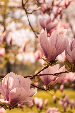 Обои дерево, цветение, весна, магнолия, tree, flowering, spring, magnolia разрешение 2048x1365 Загрузить