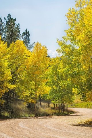 Обои дорога, деревья, лес, осень, сша, колорадо, осина, аспен, road, trees, forest, autumn, usa, colorado, aspen разрешение 3432x1600 Загрузить