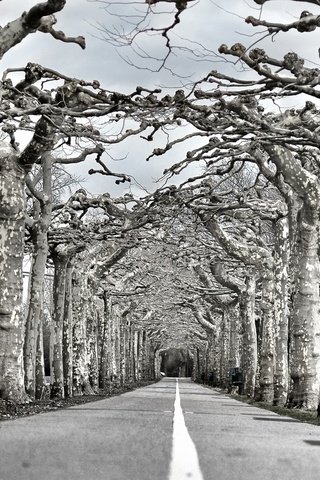 Обои дорога, деревья, природа, чёрно-белое, аллея, road, trees, nature, black and white, alley разрешение 1997x1318 Загрузить