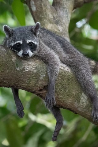 Обои глаза, мордочка, взгляд, отдых, коряга, хвост, лапки, енот, eyes, muzzle, look, stay, snag, tail, legs, raccoon разрешение 2048x1366 Загрузить