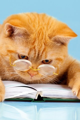 Обои фон, умный, кот, читает, лапы, очки, лежит, юмор, рыжий, книга, background, smart, cat, reads, paws, glasses, lies, humor, red, book разрешение 4164x2910 Загрузить