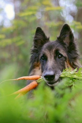 Обои фон, собака, немецкая овчарка, морковка, background, dog, german shepherd, carrot разрешение 2560x1709 Загрузить