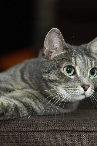 Обои глаза, кот, усы, кошка, взгляд, уши, eyes, cat, mustache, look, ears разрешение 1920x1280 Загрузить