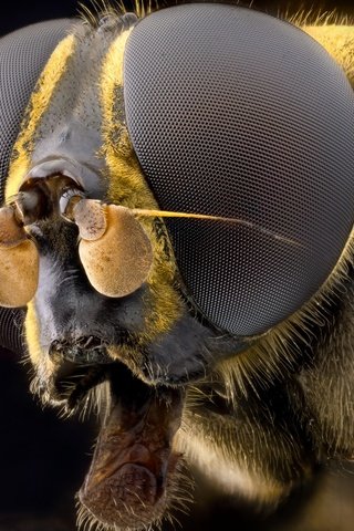 Обои глаза, макро, насекомое, муха, волосики, eyes, macro, insect, fly, hairs разрешение 2555x1600 Загрузить
