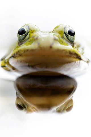 Обои глаза, вода, отражение, лягушка, голова, земноводное, eyes, water, reflection, frog, head, amphibian разрешение 2048x1275 Загрузить