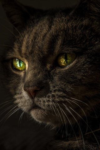 Обои кот, усы, взгляд, черный фон, зеленые глаза, cat, mustache, look, black background, green eyes разрешение 2048x1365 Загрузить