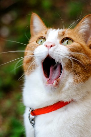 Обои кот, зубы, рыжий, язык, рот, зевает, cat, teeth, red, language, mouth, yawns разрешение 2600x1780 Загрузить