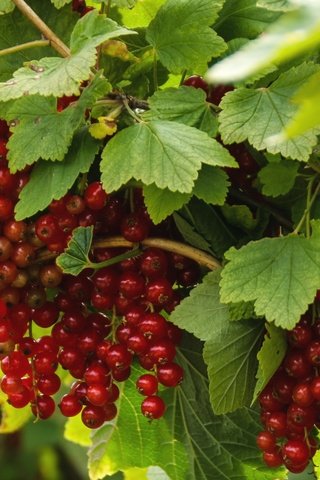 Обои листья, красная, ягоды, куст, смородина, leaves, red, berries, bush, currants разрешение 2000x1303 Загрузить