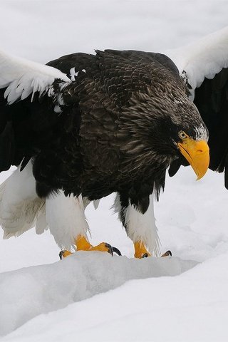 Обои крылья, орел, хищник, клюв, перья, орлан-белохвост, wings, eagle, predator, beak, feathers, white-tailed eagle разрешение 2560x1416 Загрузить