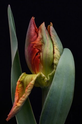 Обои листья, цветок, бутон, черный фон, тюльпан, leaves, flower, bud, black background, tulip разрешение 2048x1264 Загрузить
