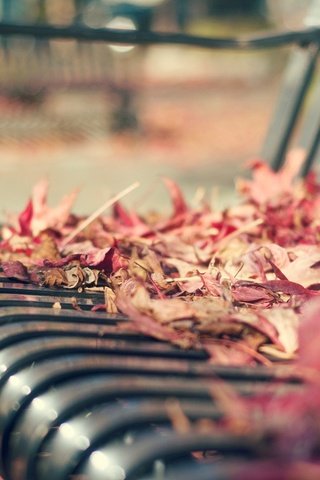 Обои листья, макро, осень, скамейка, листопад, leaves, macro, autumn, bench, falling leaves разрешение 1920x1200 Загрузить