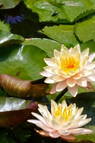 Обои цветы, листья, кувшинки, нимфея, водяные лилии, flowers, leaves, water lilies, nymphaeum разрешение 1920x1200 Загрузить