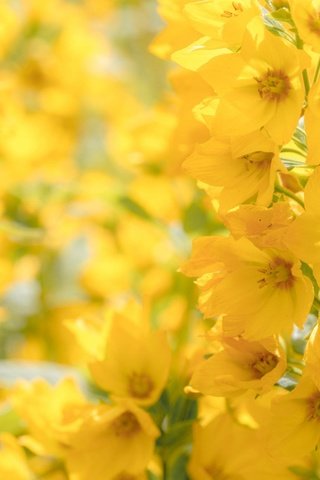 Обои цветы, макро, желтые, боке, соцветие, вербейник, flowers, macro, yellow, bokeh, inflorescence, loosestrife разрешение 2048x1365 Загрузить