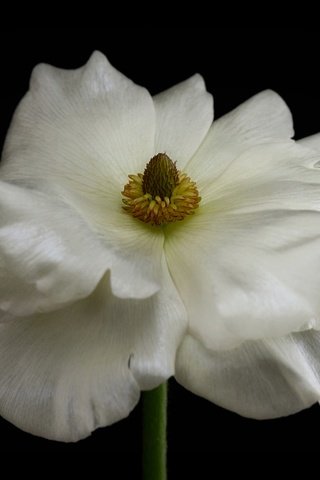 Обои макро, фон, цветок, лепестки, белый, ранункулюс, лютик, macro, background, flower, petals, white, ranunculus, buttercup разрешение 2048x1383 Загрузить