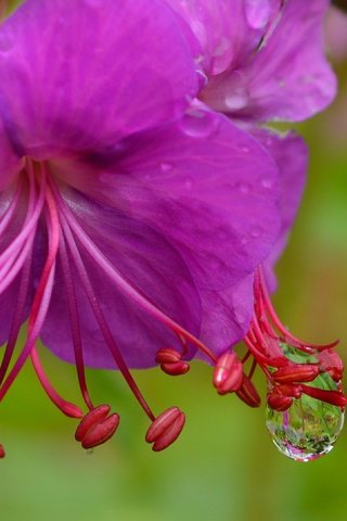 Обои цветы, макро, капли, фиолетовый цветок, герань, flowers, macro, drops, purple flower, geranium разрешение 3000x1864 Загрузить