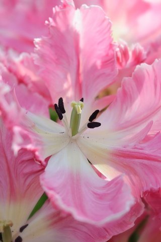 Обои цветы, макро, лепестки, весна, тюльпаны, flowers, macro, petals, spring, tulips разрешение 4288x2848 Загрузить