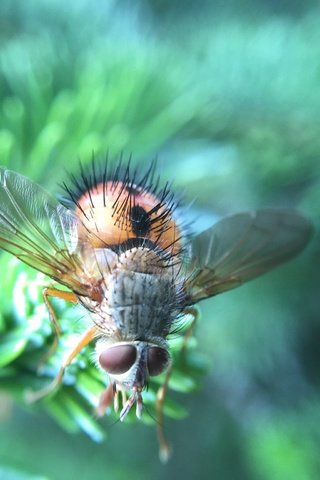 Обои макро, насекомое, крылья, муха, волосики, macro, insect, wings, fly, hairs разрешение 2048x1536 Загрузить