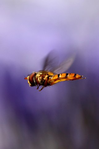 Обои макро, насекомое, полет, крылья, размытость, муха, macro, insect, flight, wings, blur, fly разрешение 2400x1600 Загрузить