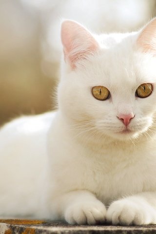 Обои глаза, морда, кот, усы, кошка, взгляд, eyes, face, cat, mustache, look разрешение 2048x1362 Загрузить