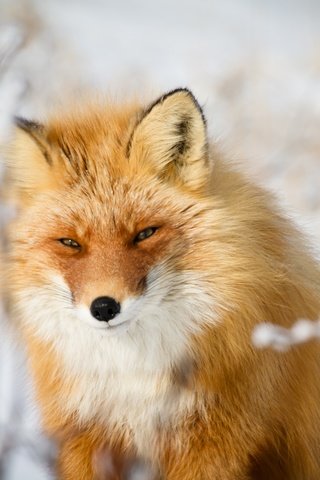 Обои морда, взгляд, рыжая, лиса, лисица, животное, хитрый взгляд, face, look, red, fox, animal, sly look разрешение 3600x2400 Загрузить