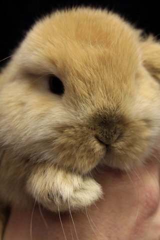 Обои глаза, мордочка, взгляд, кролик, милый, eyes, muzzle, look, rabbit, cute разрешение 2048x1365 Загрузить