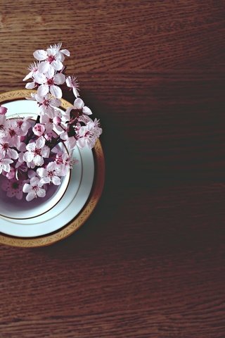 Обои настроение, стол, весна, вишня, чашка, веточки, mood, table, spring, cherry, cup, twigs разрешение 1920x1280 Загрузить