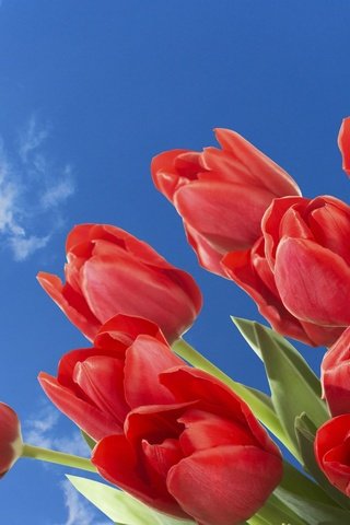 Обои небо, цветы, облака, весна, тюльпаны, the sky, flowers, clouds, spring, tulips разрешение 2560x1600 Загрузить