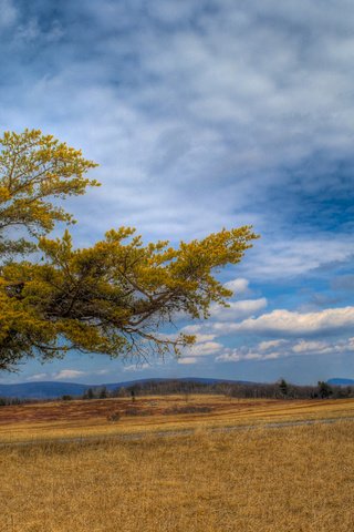 Обои небо, трава, облака, дерево, пейзаж, поле, the sky, grass, clouds, tree, landscape, field разрешение 2560x1600 Загрузить