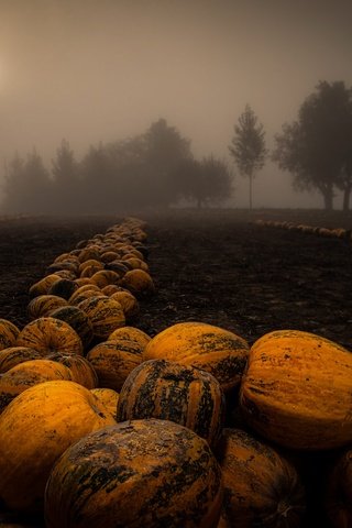 Обои ночь, деревья, туман, поле, урожай, тыквы, night, trees, fog, field, harvest, pumpkin разрешение 2048x1367 Загрузить