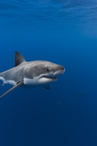 Обои океан, рыба, акула, подводный мир, the ocean, fish, shark, underwater world разрешение 2048x1365 Загрузить