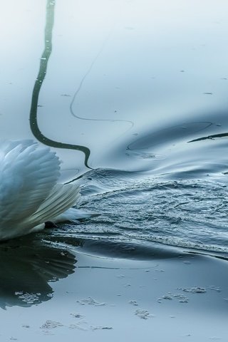 Обои вода, озеро, отражение, птица, лебедь, белый лебедь, лебедь-шипун, water, lake, reflection, bird, swan, white swan разрешение 2560x1440 Загрузить