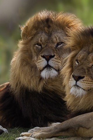 Обои пара, львы, братья, pair, lions, brothers разрешение 2584x1440 Загрузить