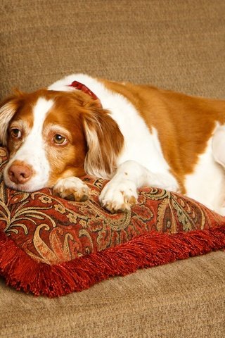 Обои подушки, собака, лежит, отдыхает, диван, спаниель, бретонский эпаньоль, эпаньоль, pillow, dog, lies, resting, sofa, spaniel, the brittany разрешение 2700x1800 Загрузить