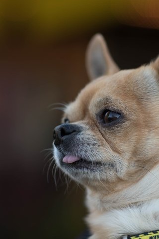 Обои портрет, собака, песик, мордашка, чихуахуа, portrait, dog, doggie, face, chihuahua разрешение 5016x3085 Загрузить