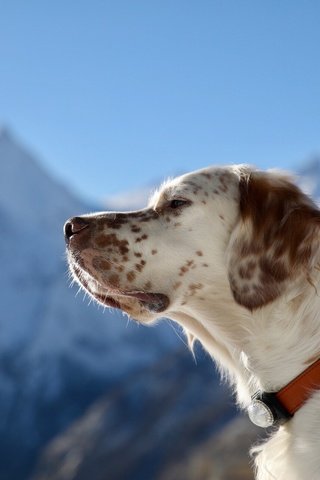 Обои портрет, собака, профиль, ошейник, английский сеттер, portrait, dog, profile, collar, the english setter разрешение 1920x1280 Загрузить