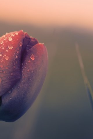 Обои природа, цветок, капли, весна, тюльпан, nature, flower, drops, spring, tulip разрешение 2560x1583 Загрузить