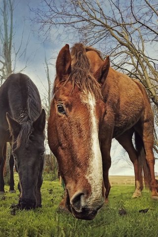 Обои природа, фон, лошади, кони, nature, background, horse, horses разрешение 2048x1365 Загрузить