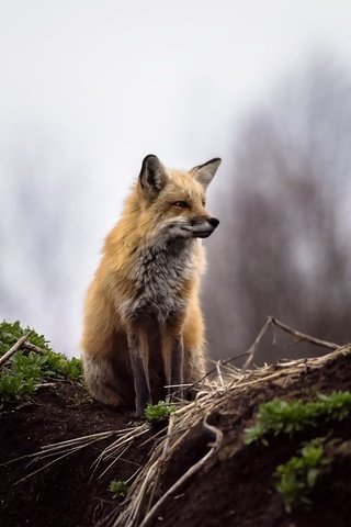 Обои природа, фон, лиса, лисица, животное, nature, background, fox, animal разрешение 2048x1367 Загрузить