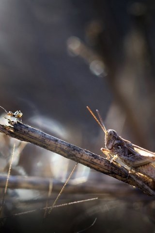 Обои природа, насекомое, фон, усы, кузнечик, травинка, nature, insect, background, mustache, grasshopper, a blade of grass разрешение 2560x1597 Загрузить