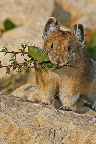 Обои природа, мышь, грызун, пищуха, nature, mouse, rodent, pika разрешение 2048x1383 Загрузить