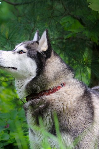 Обои природа, лес, лето, собака, хаски, ошейник, nature, forest, summer, dog, husky, collar разрешение 2560x1600 Загрузить