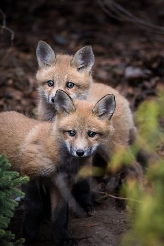 Обои природа, лес, лисята, лисы, nature, forest, cubs, fox разрешение 2048x1367 Загрузить