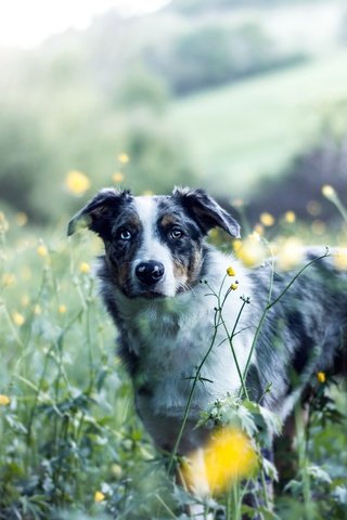 Обои цветы, природа, собака, друг, австралийская овчарка, аусси, flowers, nature, dog, each, australian shepherd, aussie разрешение 2560x1636 Загрузить