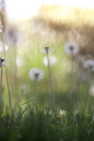 Обои цветы, трава, природа, весна, одуванчики, flowers, grass, nature, spring, dandelions разрешение 2560x1707 Загрузить