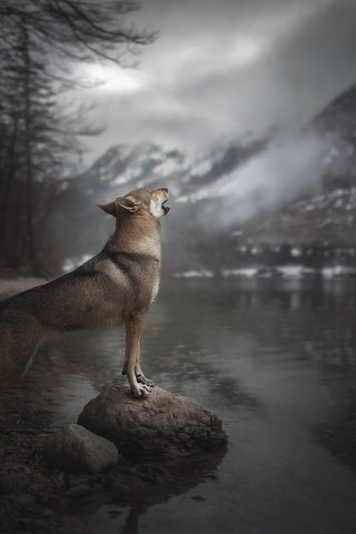Обои река, горы, собака, вой, alicja zmysłowska, чехословацкая волчья, чехословацкий влчак, влчак, river, mountains, dog, howl, czechoslovakian wolf, czechoslovakian, wolfdog, the wolfdog разрешение 2048x1365 Загрузить