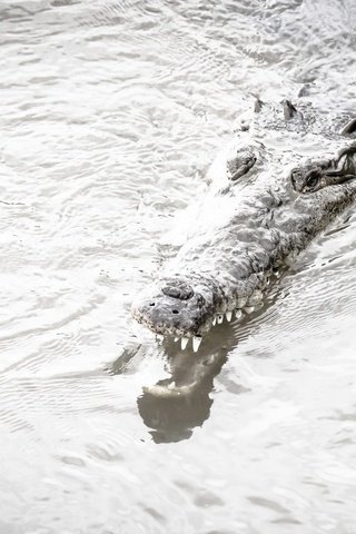 Обои река, природа, крокодил, river, nature, crocodile разрешение 2400x1500 Загрузить