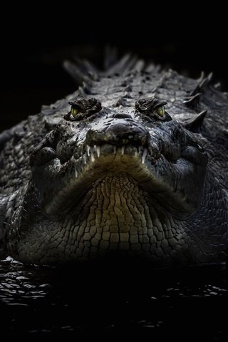 Обои черный фон, крокодил, рептилия, пресмыкающееся, острорылый крокодил, black background, crocodile, reptile, american crocodile разрешение 1920x1102 Загрузить