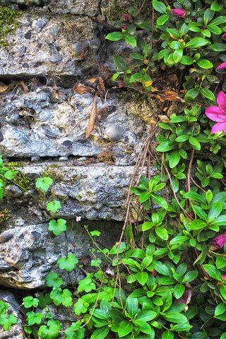 Обои цветы, листья, стена, камень, мох, азалия, flowers, leaves, wall, stone, moss, azalea разрешение 2048x1337 Загрузить
