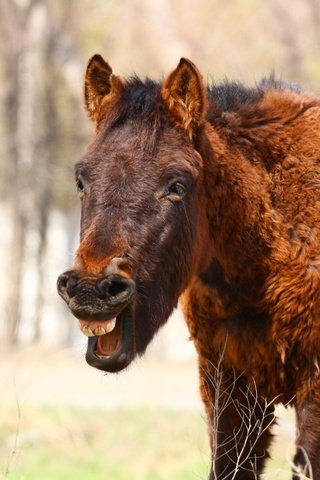 Обои лошадь, конь, степь, смех, жеребенок, horse, the steppe, laughter, foal разрешение 1920x1280 Загрузить