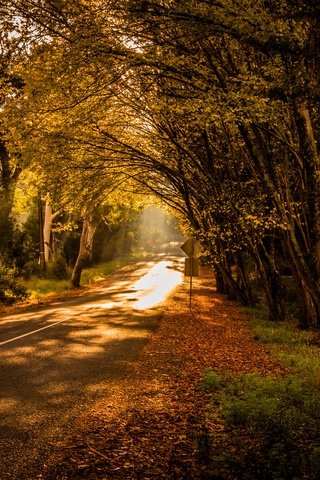 Обои свет, дорога, деревья, природа, light, road, trees, nature разрешение 6000x4000 Загрузить